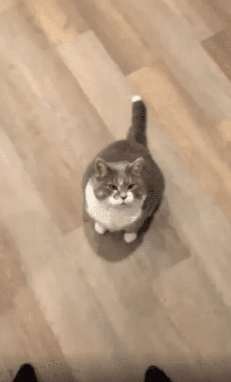 출처 : Reddit /  고양이 한마리가 있다