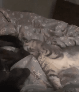 옆에 누워있던 고양이, 강아지의 입냄새를 맡고 충격?!