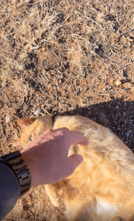 출처 : Reddit /  길바닥에 누워있는 고양이를 쓰다듬는 남성