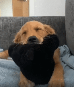 “눈이 감긴다…” 졸음을 이기지 못하는 강아지의 나른한 순간