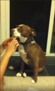 “이건 너무 충격적이야!” 발톱 깎기에 정신을 놓아버린 강아지