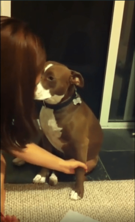 출처 : Reddit / 앞발의 발톱을 깎으려는중