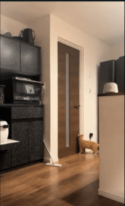 “이건 불공평해!” 문을 열지 못하고 체념한 오렌지색 고양이