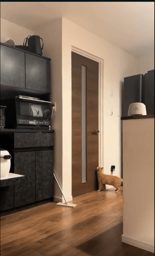 출처 : Reddit / 문에 다가오는 고양이