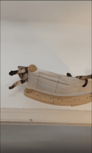 “세상을 구하러 출발!” 슈퍼히어로처럼 누워있는 고양이