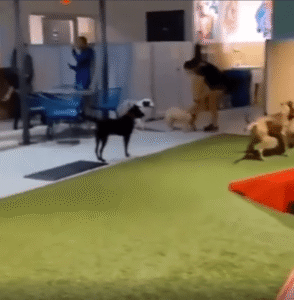 “난 여기서 쉴게요…” 애견카페에서 혼자만의 시간을 보내는 개