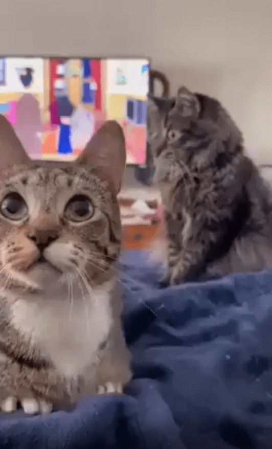 출처 : Reddit / 편안하게 휴식중인 고양이들