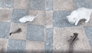 주머니하늘다람쥐 vs 새끼 고양이, 예측 불가한 순간