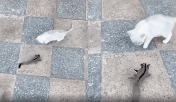 출처 : Reddit / 주머니하늘다람쥐와 고양이가 대치중이다