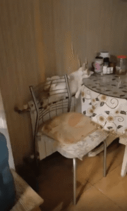 어디서든 잘 자는 고양이, 신기한 자세의 달인