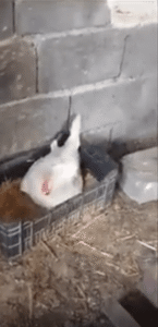 알을 품은 줄 알았던 닭, 그 아래 숨어 있던 깜짝 손님