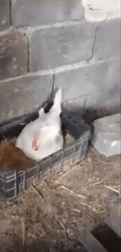 출처 : Reddit / 평범해 보이는 닭