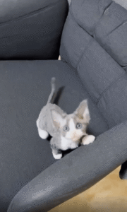 봉제 인형 같은 고양이, 의자 위에서 귀엽게 한마디