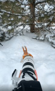 통통한 다람쥐의 당당한 외출