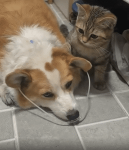 아픈 강아지를 위로하는 고양이, 조용한 응원