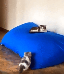 작은 도둑의 공격! 하지만 장벽은 너무 높았다