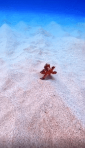 아침 운동을 나선 문어, 우아한 발걸음(?)