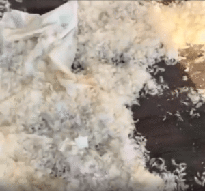 “증거가 남았다고요? 그래서요!” 사고 현장 속 당당한 강아지