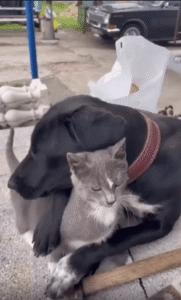 “너무 좋아해서 삼켜버릴 뻔!” 강아지와 고양이의 유쾌한 애정 표현