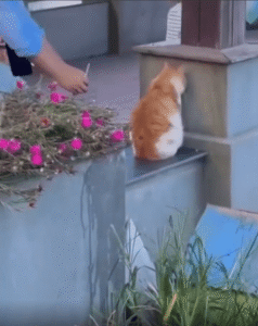 “무슨 일이 있었던 걸까요?” 벽에 몸을 기댄 채 조용히 있는 고양이