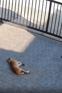 “이보다 더 좋은 자리는 없어!” 친구의 배 위에서 편안함을 찾은 강아지