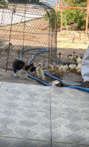 “이건 내 구역이야!” 오리와 새끼 고양이의 귀여운 신경전