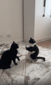 “멈춰… 그 발을 올리지 마!”