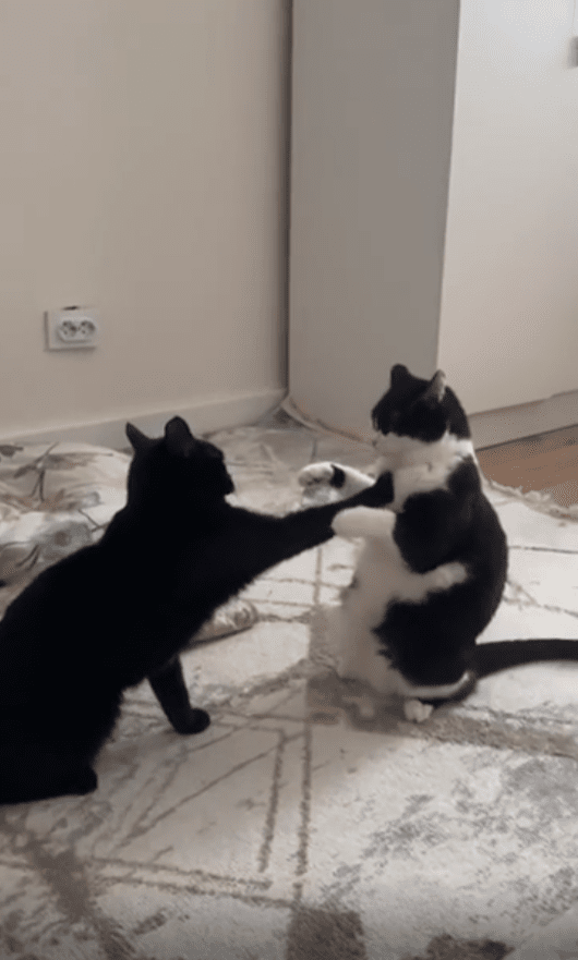 출처 : Reddit / 앞발을 몸에 올려놓는 고양이