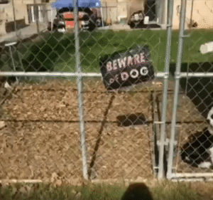 “개를 조심하세요…? 근데 왜 이렇게 귀엽지?”