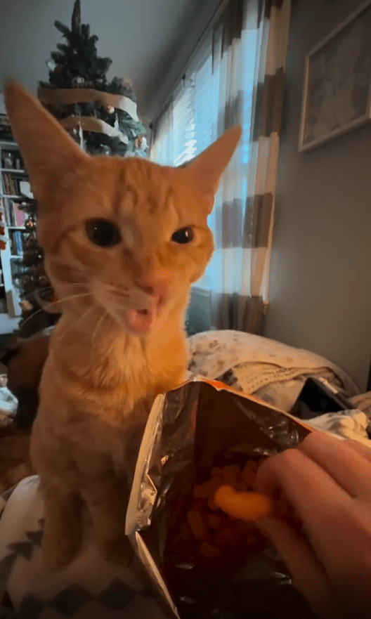 출처 : Reddit / 간식에 관심에 보이는 고양이