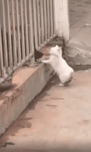 너 나 때렸지? 한 방 먹어봐!