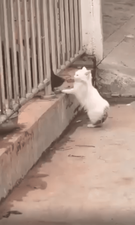 출처 : Reddit / 고양이 와 개 한마리가 서로를 바라 보고있다