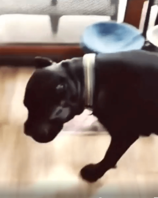 출처 : Reddit / 턱을 닦고 아무렇지 않게 자리를 떠나는 개