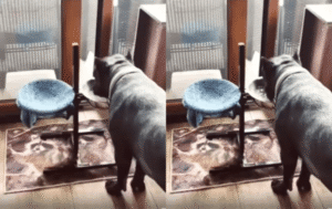 깔끔함이란 이런 것! 물 마신 후의 개의 행동은?