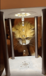 무중력 가습기 앞에서 혼란에 빠진 고양이