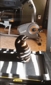 런닝머신 끝에서 화려한 점프를 선보인 고양이