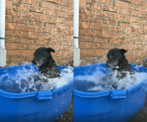 물놀이에 완전히 빠져버린 강아지