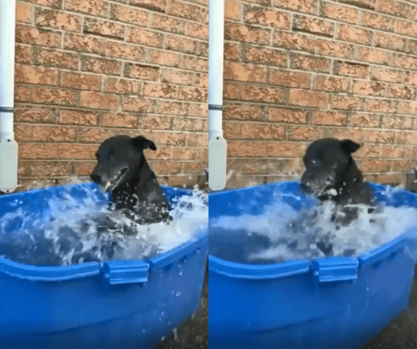 출처 : Reddit / 물을 첨벙거리는 강아지