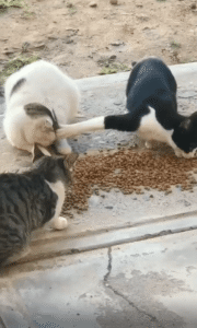 앞발로 얼굴을 막으며 사료를 독점하는 고양이