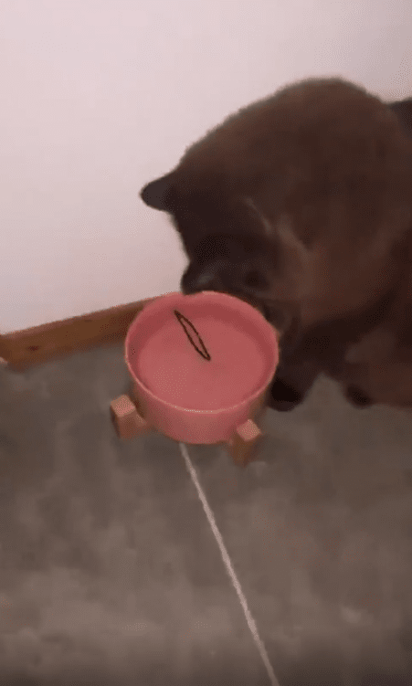 출처 : Reddit / 고양이가 물을 마시러 온다