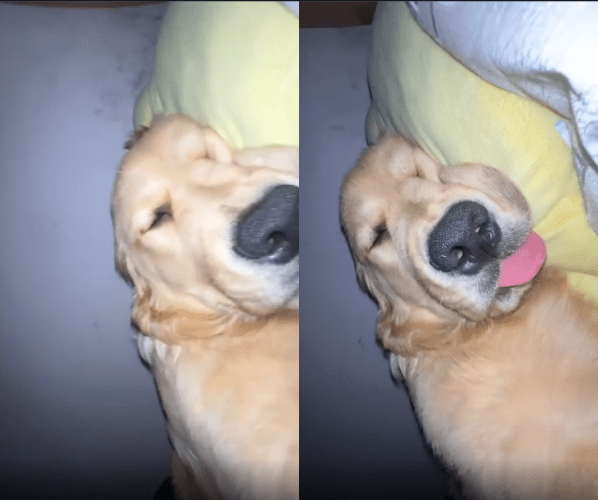 출처 : Reddit / 큰개 혓바닥을 내며 잠을 자고 있다.