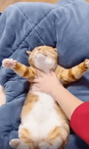 고양이 전용 스파… 최고의 마사지 타임