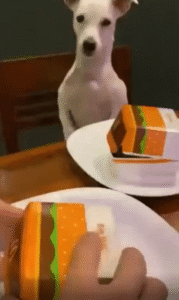 이건 말도 안 돼… 강아지가 분노한 이유