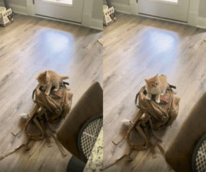 이건 내 거야! 새끼 고양이의 강력한 선전포고