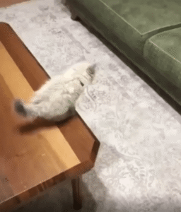 점프는 성공할 때까지! 새끼 고양이의 도전