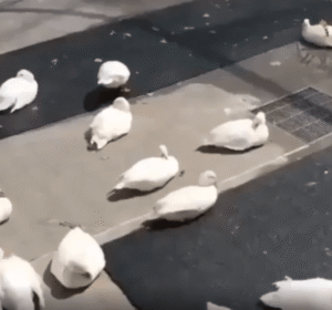 모두가 쉬는 방법은 다르다! 독특한 오리의 휴식법