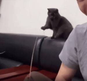 이제는 내가 사냥할 차례다! 고양이의 반격