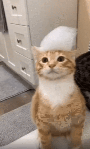 머리 위에 뭐가 있다고? 혼란에 빠진 고양이