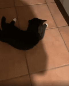 고양이 머리 위의 불청객, 끝까지 버티는 작은 쥐