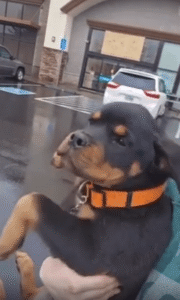 비 오는 날, 허공에서 수영을 시작한 개